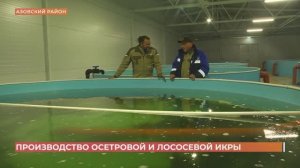 В Азовском районе производят осетровую и лососевую икру