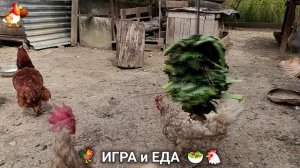 Кормление кур овощами и фруктами для зарядки и от скуки 🥗🐓🤗  (7)