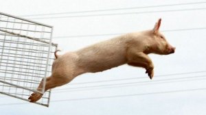 Прыжок на десять баллов 10/10