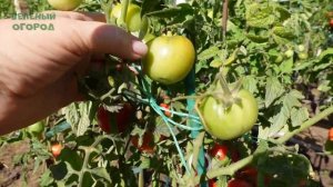 Томат РАННЯЯ ПТАШКА. Обзор сортов ТОМАТОВ!
