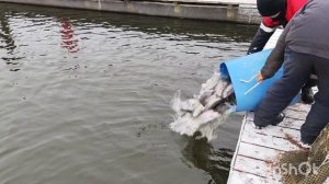 10.12.25. Зарыбление VIP зоны форелью.