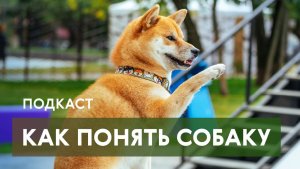 45 лет с собаками: главные правила воспитания пса от легендарного кинолога