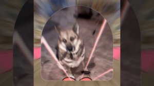 1000042009.mp4 (Собака смотрит на монтаж электропроводки (отверстия под м/коробки) в доме А-фрейм)