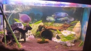 Самцы и самка цихлида наннакара Блю неон 10/12/25 #цихлиды_аквариум