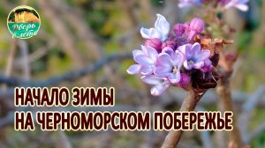 Начало зимы на Черном море