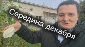 Готовимся к Новому году. Анапа.  Травка зеленеет. Дождик моросит.