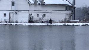 поимка форели на фидер