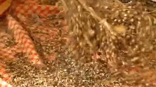 Лён п. Атагай_24. Отбивка семя льна