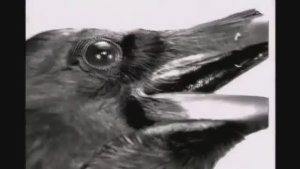 Цирк, ворон и завещание Сталина