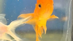 «Мир сквозь хрустальный пузырь: макромир золотых рыбок»
