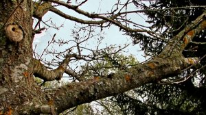 Весенний дубок