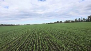 Озимая пшеница Ахмат. Урожай 2026.