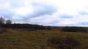 Охота на зайца с эстонкой. 2