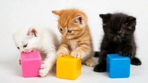 РАЗВЛЕКАТЕЛЬНОЕ ВИДЕО ДЛЯ ДЕТЕЙ