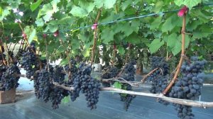 степной призёр 2025г