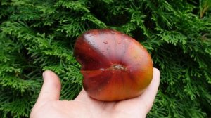 Томат БЛАЖЕНСТВО. Обзор сортов ТОМАТОВ!