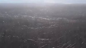 Лес из оптоволокна в  Харьковской обл.