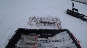 ЧУТЬ-ПО-ЧУТЬ, А ПОЛЕННИЦУ ИЗ ЩУК НАДОЛБИЛИ! ПРОВЕРКА ЖЕРЛИЦ В МЕТЕЛЬ \ ГОСТИ, АФГАНСКИЙ КАЗАН Ч.5.