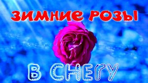 РОЗЫ В СНЕГУ. 10 ДЕКАБРЯ 2025 ГОДА. МОСКВА.