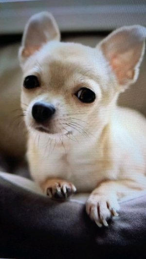 рисуем блогеров