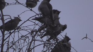 Зима, птицы за окном..