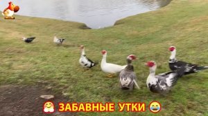 Забавные утки мускусные и пекинские на свободном выгуле со своими друзьями ч.(310) ❣️🤗😂