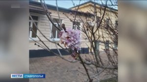 На Ставрополье в декабре расцвели сирень, азалия и гортензия