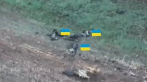 Удары дронами по брошенной в суицидальную контратаку украинской пехоты на Гуляйпольском направлении…