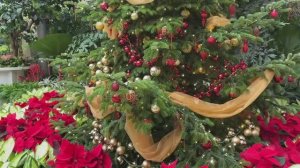 САДЫ США  САДЫ ЛОНГВУДА РОЖДЕСТВЕНСКИЙ ЗИМНИЙ САД "Шкатулка с драгоценностями",