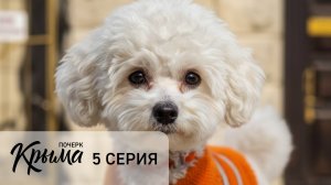 Знакомство с Джоем (5 серия сериала «Почерк Крыма»)