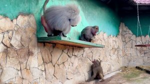 Елисей ПРОГНАЛ Люсю! Чем заслужила немилость? Ест перед носом? Не ухаживает? Недовольный, не простил