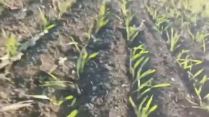 Озимая пшеница 2026. ООО «Вера».