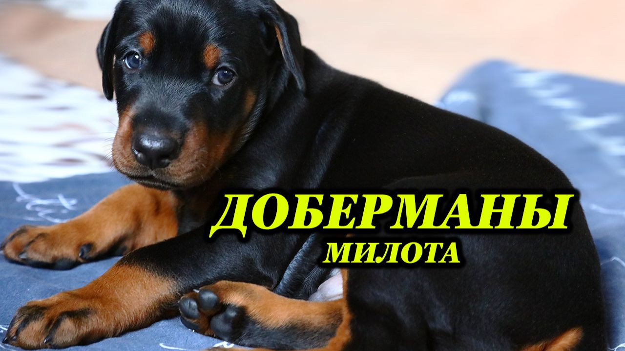 Щенки черного европейского Добермана в загородном Питомнике породы, Москва - Подольск -Калуга.