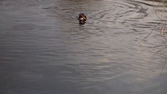 Подача с воды. Дратхаар Шая.