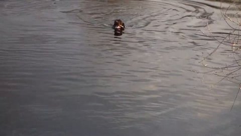 Подача с воды. Дратхаар Шая.