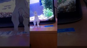 бумажные собаки⚡