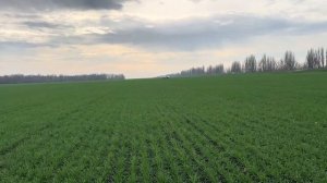 Озимая пшеница Гром. 20.11.25