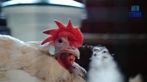 ЗАЧЕМ НАС РАЗВОДЯТ ВСЯ ПРАВДА О ЧЕЛОВЕЧЕСКОЙ ФЕРМЕ И СКОТОБОЙНЕ