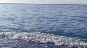 Пляж Сукко 10 декабря 2025 года. Репортаж Светланы Тихоновны