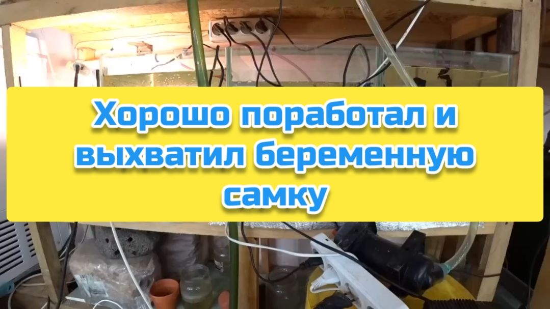 Хорошо поработал и выхватил беременную самку смотреть онлайн