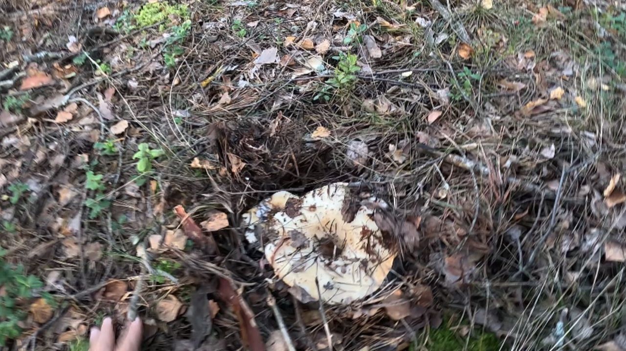 Грибной сентябрь 2025. В лесу грузди с волнушками и другие грибы смотреть онлайн