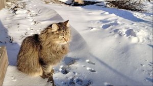 МОЯ ЖЕНА ПОШЛА НА РАБОТУ БОЛЬНАЯ! / В КВАРТИРЕ ИЛИ ДОМЕ ПРОЩЕ ЖИТЬ?