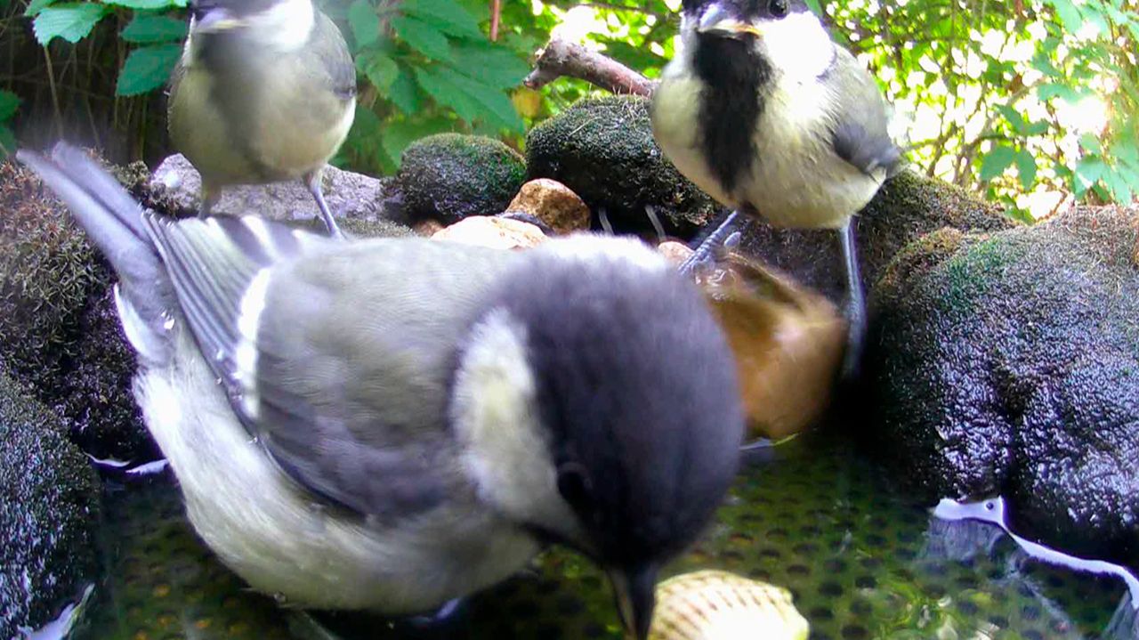 ФОТОЛОВУШКА на ПОИЛКе для ПТИЦ 27.05.2024