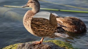 Куда улетают осенью утки?