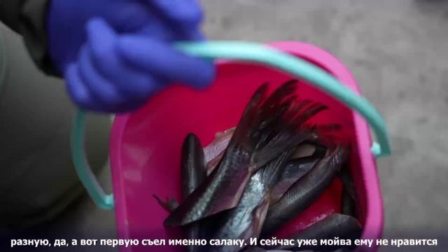 Встречайте! Морской котик Снарк