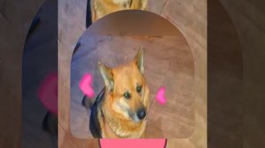 1000042007.mp4 (Собака смотрит на монтаж электропроводки (отверстия под м/коробки) в доме А-фрейм)