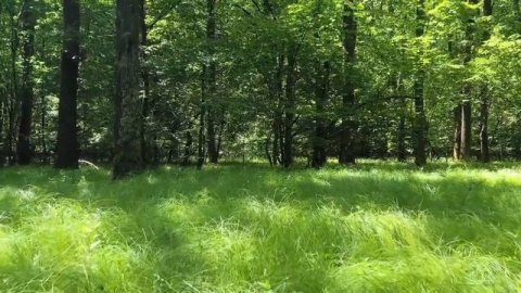 Просто пение соловья. Птицы природа и пение ...