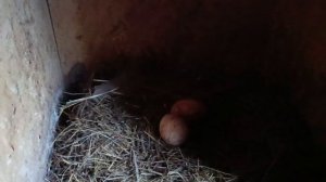 Загоняю кур 🐔🐓 с вольного выгула