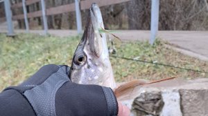 Первая рыбалка в декабре 08.12.2025