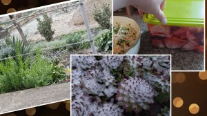 ❄️Первый снег❄️... Солю и мариную капусту... Перекопали... пересадили🌿...